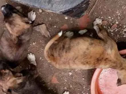 Cachorro ra a fila com pitbool  idade Abaixo de 2 meses nome filhotes todos 