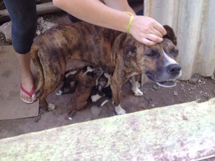 Cachorro ra a fila com pitbool  idade Abaixo de 2 meses nome filhotes todos 