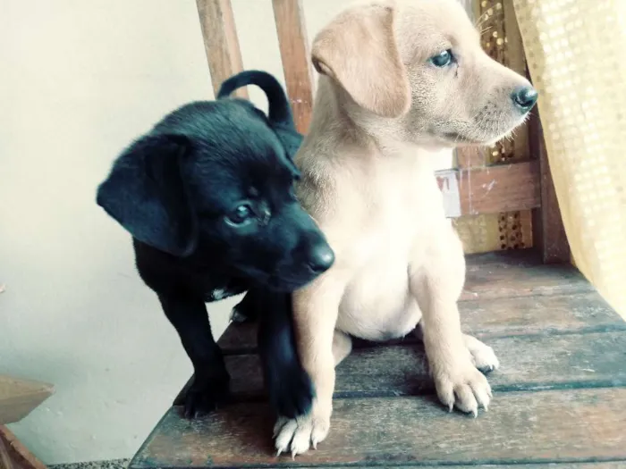 Cachorro ra a Vira lata idade Abaixo de 2 meses nome Labrada pintada 