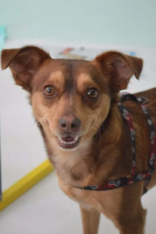 Cachorro ra a SRD idade 1 ano nome Melanie