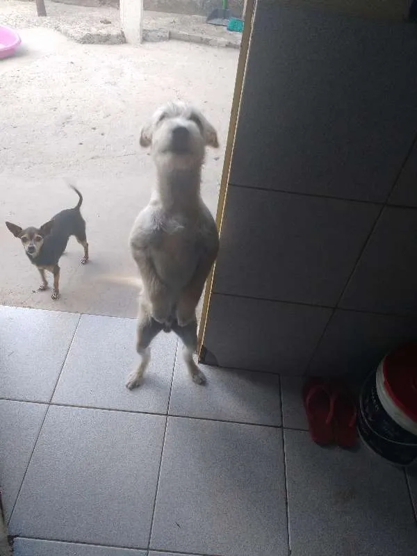 Cachorro raça Indefinida idade 1 ano nome Fred