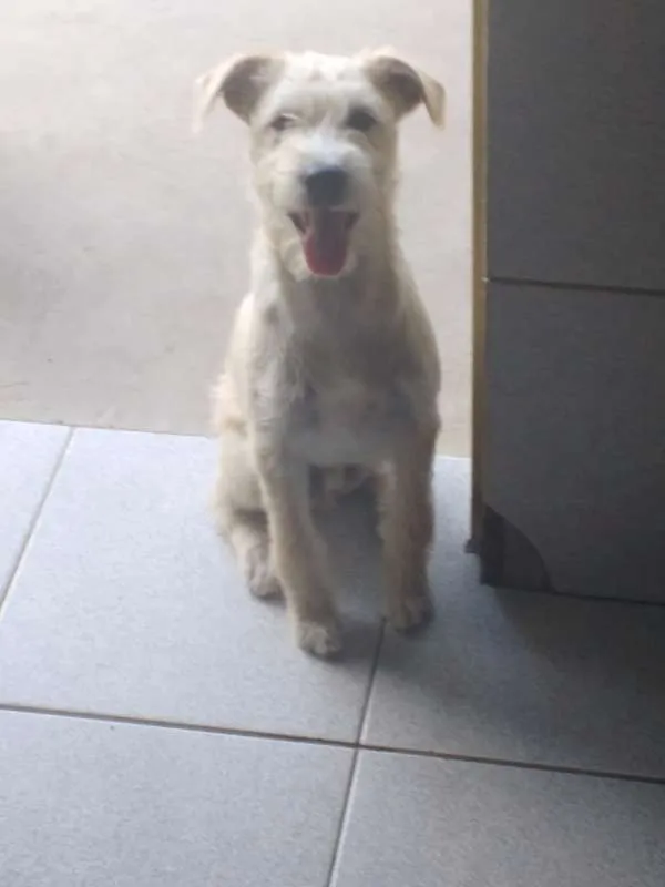Cachorro raça Indefinida idade 1 ano nome Fred