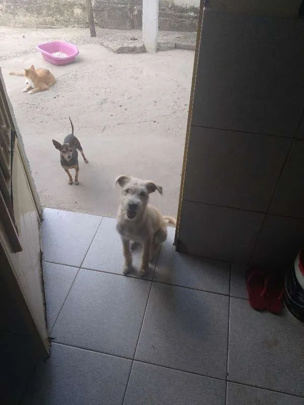 Cachorro raça Indefinida idade 1 ano nome Fred