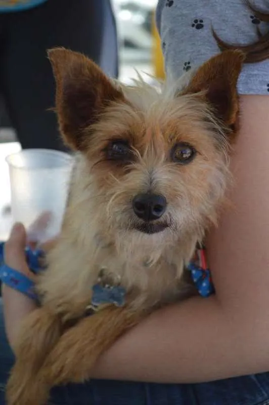 Cachorro ra a SRD idade 2 anos nome Kiko