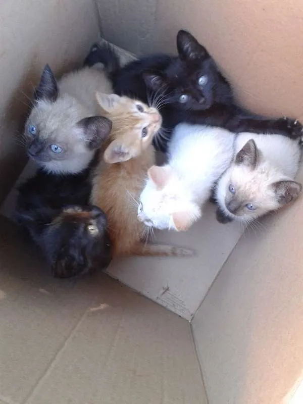 Gato ra a Vira lata idade Abaixo de 2 meses nome Filhotes