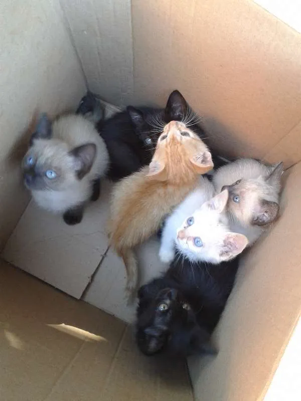 Gato ra a Vira lata idade Abaixo de 2 meses nome Filhotes