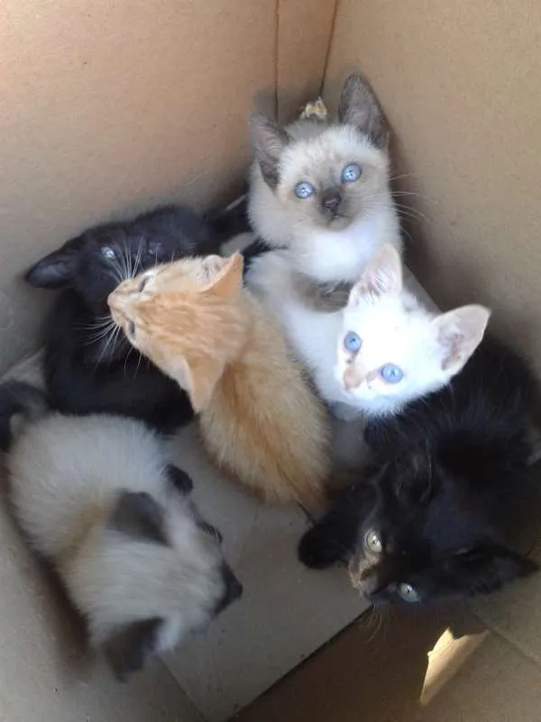 Gato ra a Vira lata idade Abaixo de 2 meses nome Filhotes