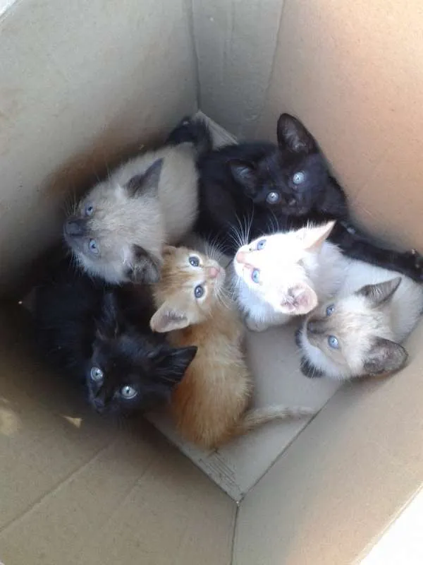 Gato ra a Vira lata idade Abaixo de 2 meses nome Filhotes