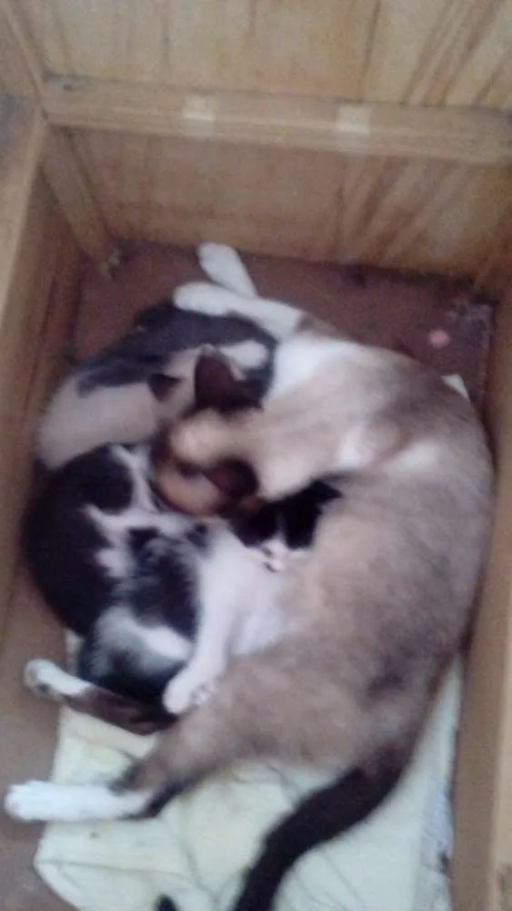 Gato ra a Parecido com siamês  idade 1 ano nome Lua
