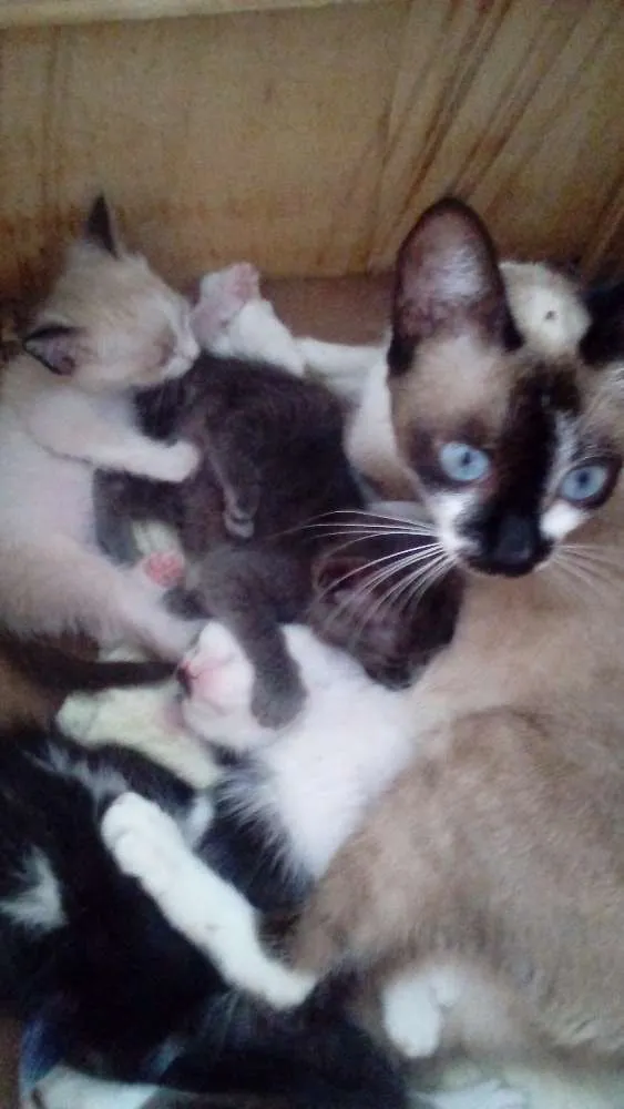 Gato ra a Parecido com siamês  idade 1 ano nome Lua