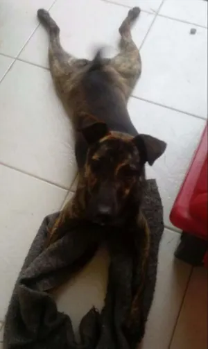 Cachorro raça Vira Lata idade 7 a 11 meses nome Meg