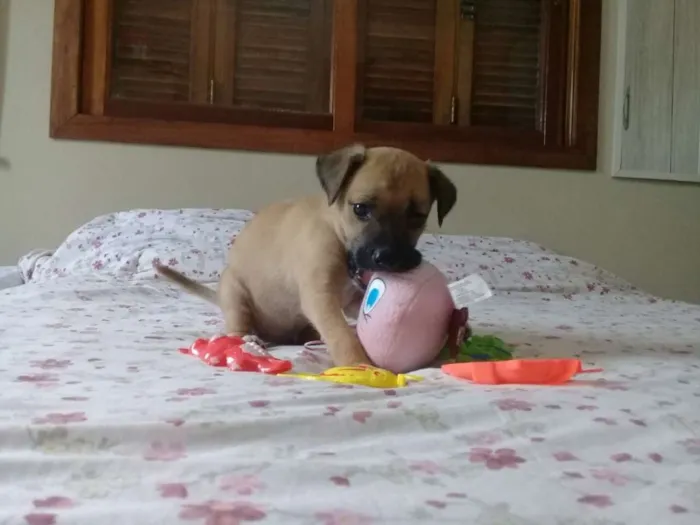 Cachorro ra a vira lata idade Abaixo de 2 meses nome sem nome