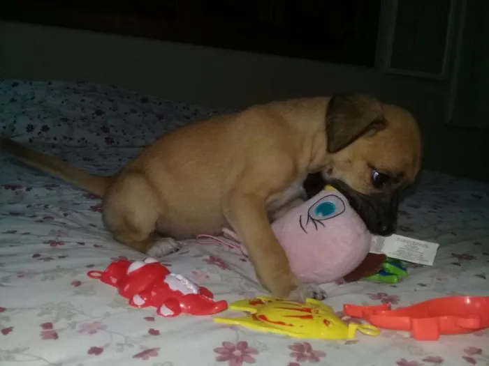 Cachorro ra a vira lata idade Abaixo de 2 meses nome sem nome