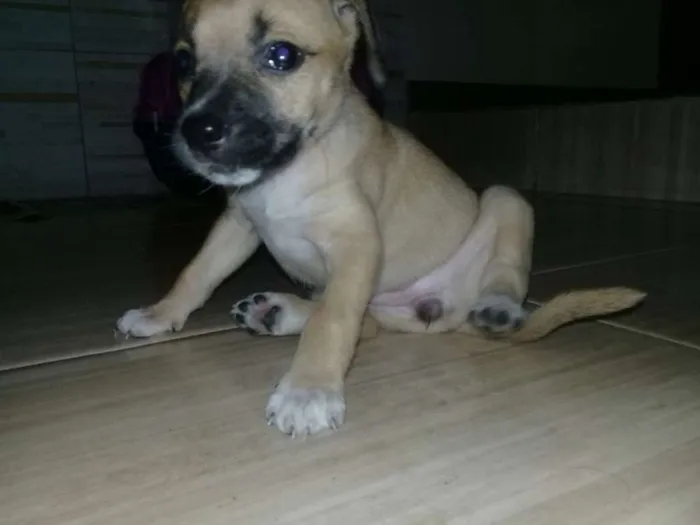 Cachorro ra a vira lata idade Abaixo de 2 meses nome sem nome