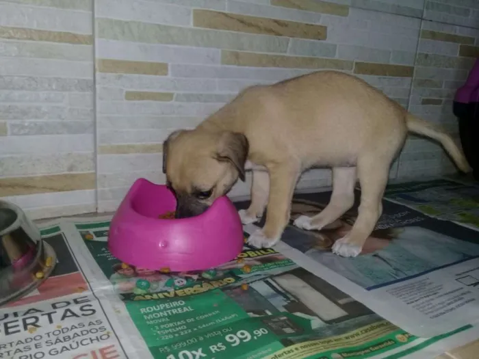 Cachorro ra a vira lata idade Abaixo de 2 meses nome sem nome