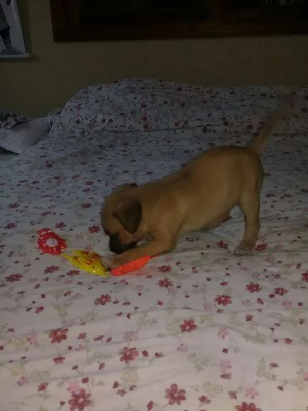 Cachorro ra a vira lata idade Abaixo de 2 meses nome sem nome