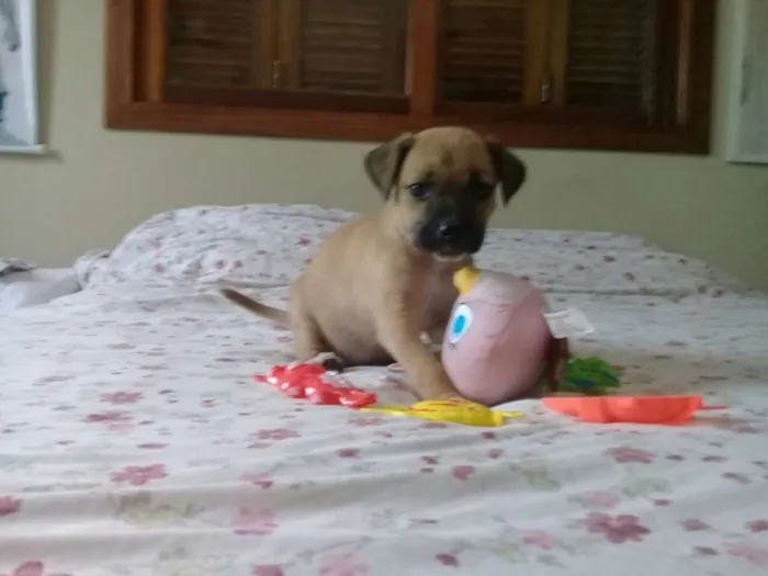 Cachorro ra a vira lata idade Abaixo de 2 meses nome sem nome