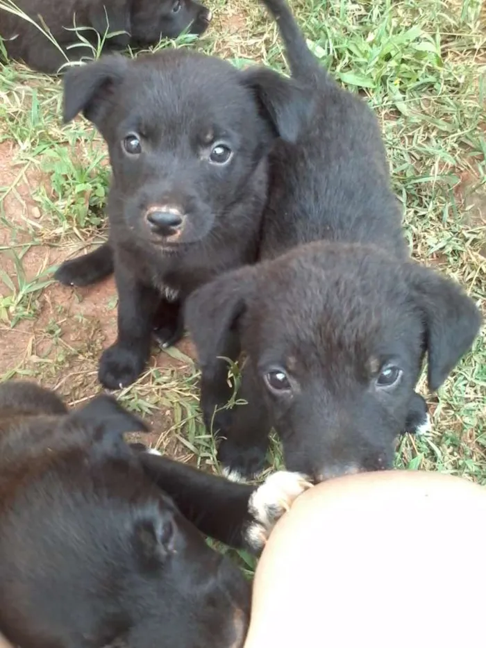 Cachorro ra a Sem raça definida idade 2 a 6 meses nome Sem nomes
