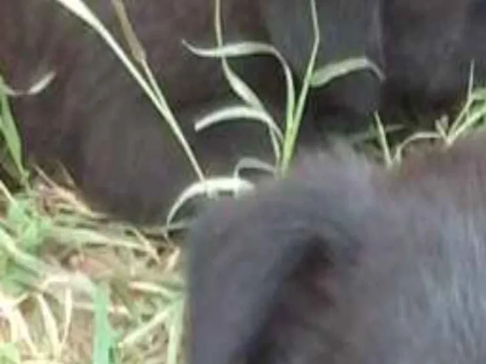 Cachorro ra a Sem raça definida idade 2 a 6 meses nome Sem nomes