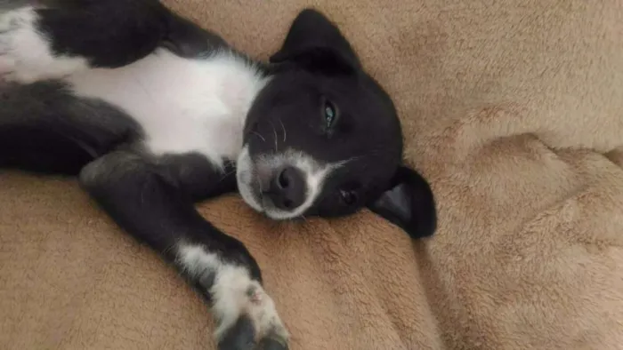 Cachorro ra a Vira lata idade Abaixo de 2 meses nome Pretinho