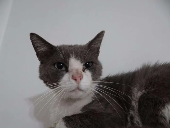 Gato ra a  idade 1 ano nome Jordão