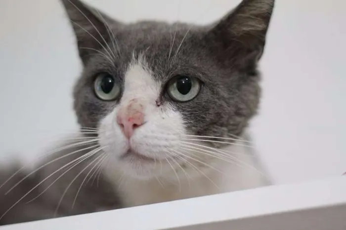 Gato ra a  idade 1 ano nome Jordão