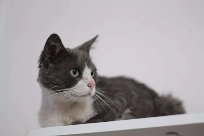 Gato ra a  idade 1 ano nome Jordão