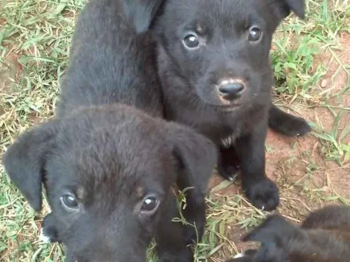 Cachorro ra a Sem raça definida idade 2 a 6 meses nome Sem nomes