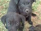 Cachorro raça Sem raça definida idade 2 a 6 meses nome Sem nomes