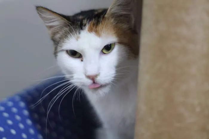 Gato ra a SRD idade 2 anos nome Alba