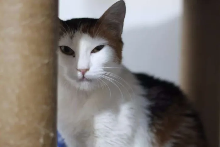 Gato ra a SRD idade 2 anos nome Alba