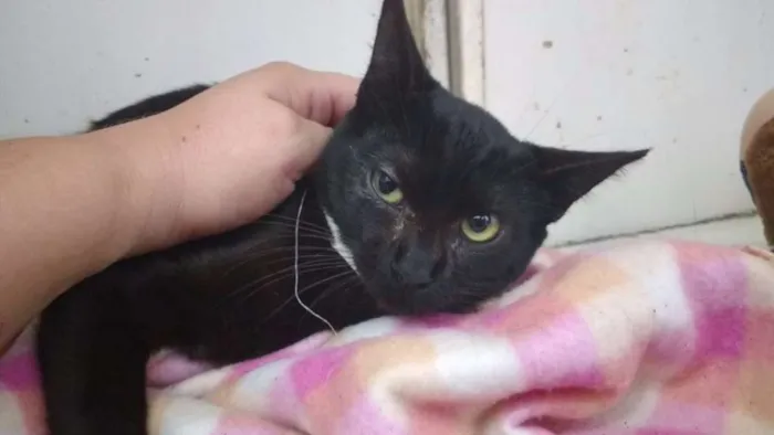 Gato ra a  idade 2 anos nome Enseada