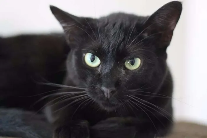 Gato ra a  idade 2 anos nome Enseada