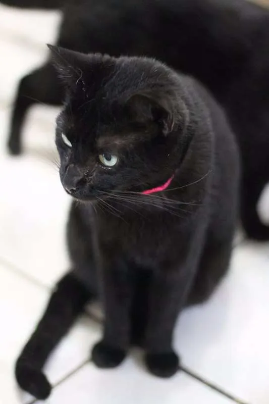 Gato ra a  idade 2 anos nome Enseada