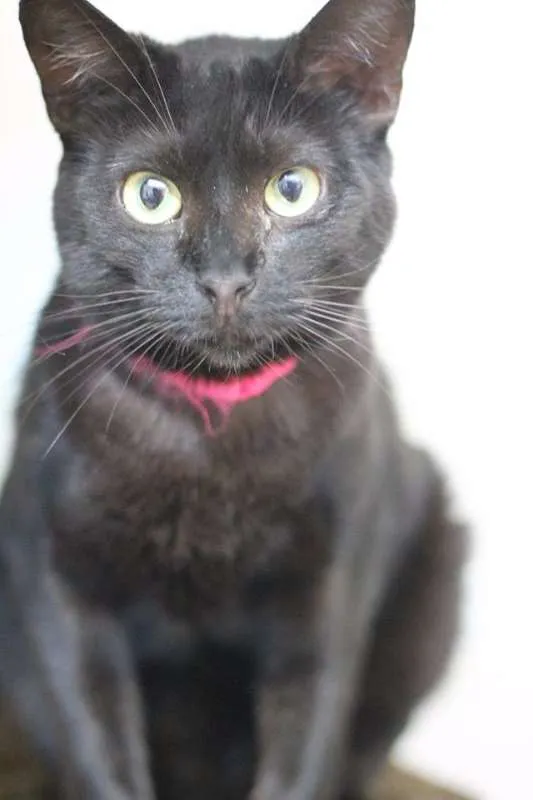 Gato ra a  idade 2 anos nome Enseada
