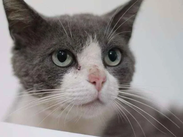 Gato ra a  idade 1 ano nome Jordão