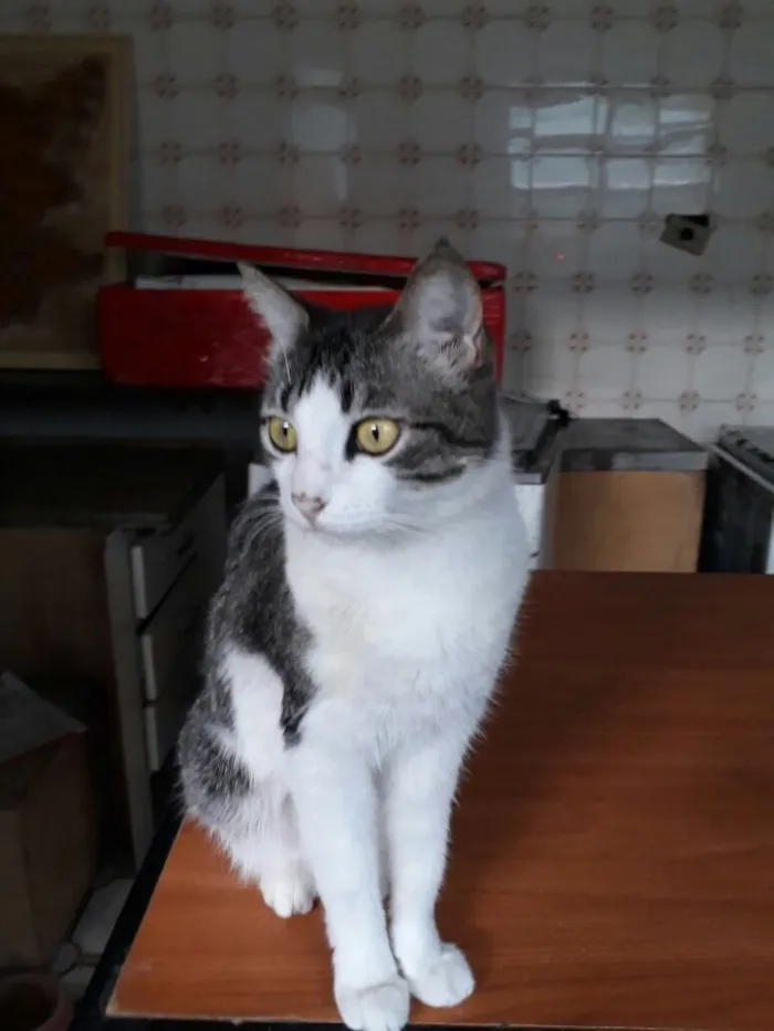 Gato ra a Srd idade  nome Olívia