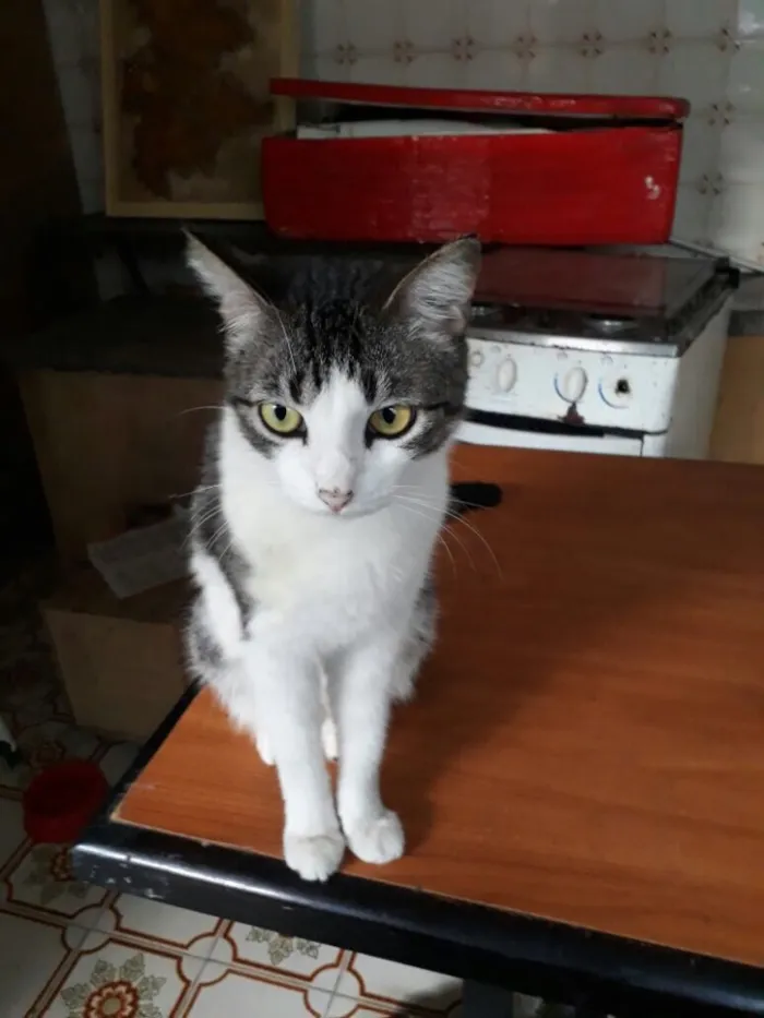 Gato ra a Srd idade  nome Olívia