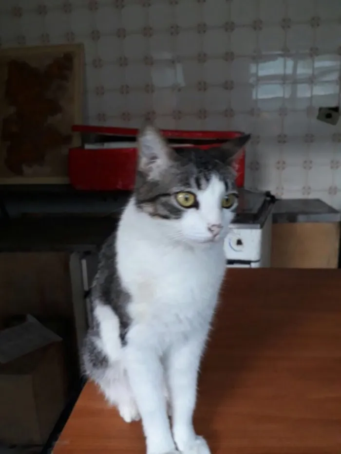 Gato ra a Srd idade  nome Olívia