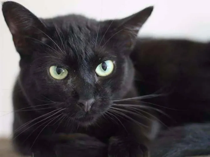 Gato ra a  idade 2 anos nome Enseada