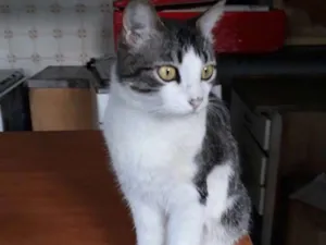 Gato raça Srd idade  nome Olívia