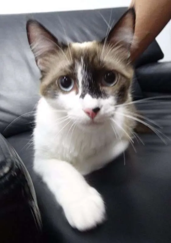 Gato ra a srd idade 1 ano nome Bebeth