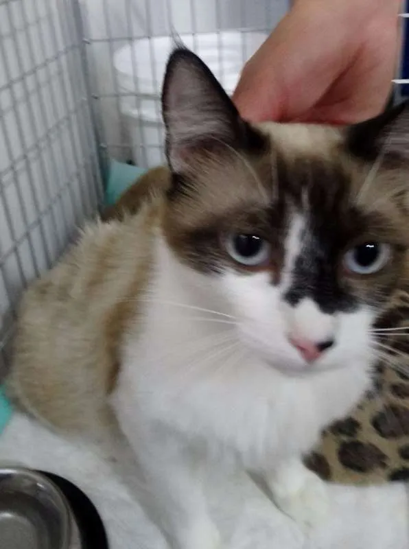 Gato ra a srd idade 1 ano nome Bebeth