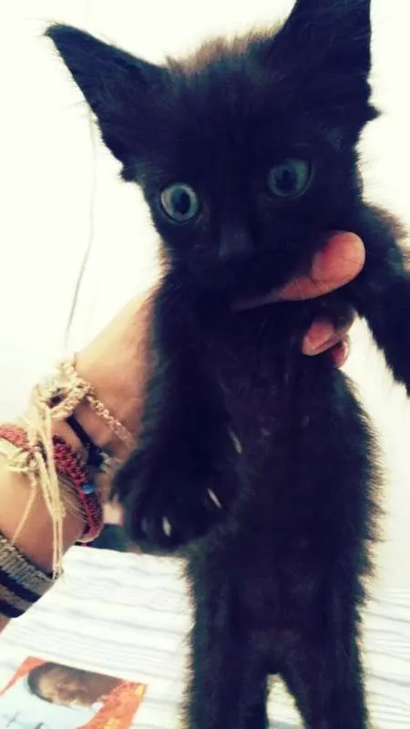 Gato ra a srd idade Abaixo de 2 meses nome tito