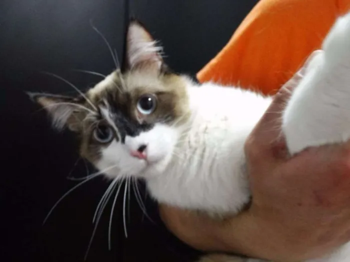 Gato ra a srd idade 1 ano nome Bebeth