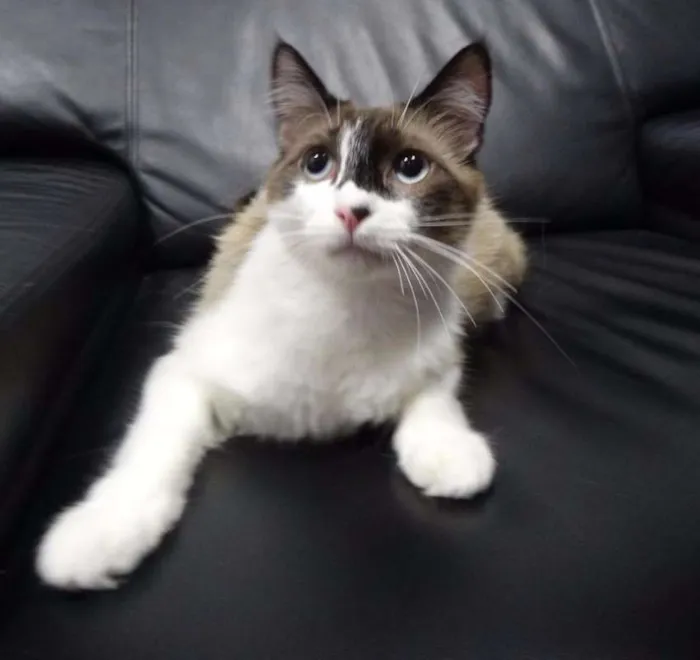 Gato ra a srd idade 1 ano nome Bebeth