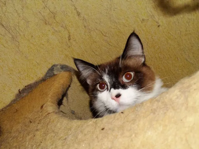 Gato ra a srd idade 1 ano nome Bebeth