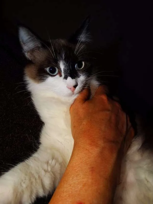 Gato ra a srd idade 1 ano nome Bebeth