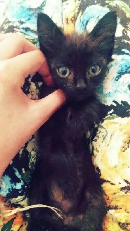 Gato ra a srd idade Abaixo de 2 meses nome tito