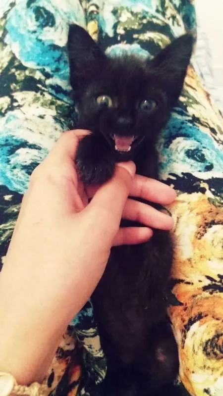 Gato ra a srd idade Abaixo de 2 meses nome tito
